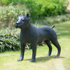 Sunray Mascota Fiberglass Manekin Anjing Borong Kohor Manekin Anjing 